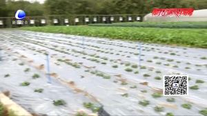 寒冷潮濕影響作物 農(nóng)作物防凍有妙招