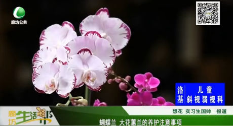 蝴蝶蘭 大花蕙蘭的養(yǎng)護(hù)注意事項(xiàng)