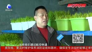 特色黃芽韭 開辟致富路