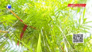 農(nóng)博士 話農(nóng)事——夏威夷椰子養(yǎng)護(hù)注意事項(xiàng)