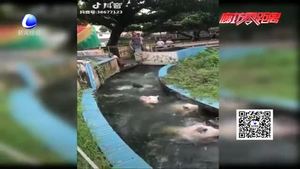 小豬來(lái)逗趣 豬年迎好運(yùn)（五）