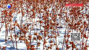 清晨春雪來(lái)襲 為莊稼蓋上一層棉被