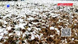 正月十五雪打燈 來年定有好收成