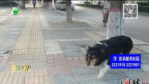 遛狗不栓繩不僅影響他人也對(duì)寵物不利