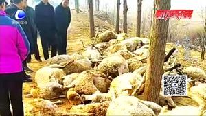 大城縣上百只羊中毒身亡