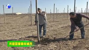 大城縣旺村鎮(zhèn)全面開(kāi)展春季植樹(shù)造林工作