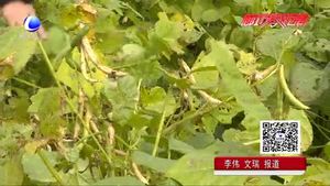 紅小豆的栽培技術