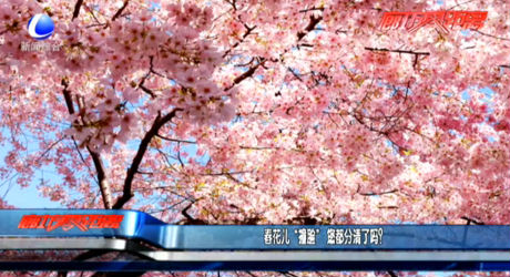 春花兒“撞臉” 您都分清了嗎？