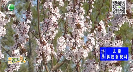 又是一年春來到 踏青賞花正當(dāng)時