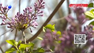 不文明旅游曝光 勿讓”賞花“成了”傷花“