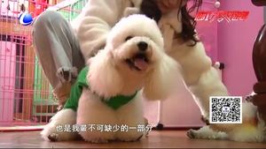 寵物經濟火爆背后（一）：陪伴 讓自己變得更好