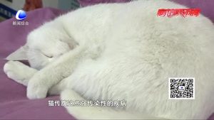 寵物經濟火爆背后（三）：尊重生命 理性飼養(yǎng)