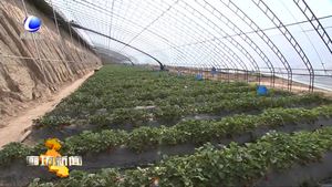 固安縣發(fā)展現(xiàn)代農(nóng)業(yè) 聚焦農(nóng)民增收 助力鄉(xiāng)村振興