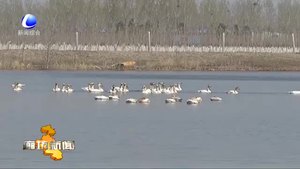 大城縣生態(tài)環(huán)境改善引來數(shù)是十只天鵝