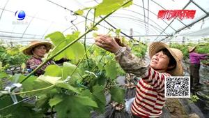 農(nóng)博士 話農(nóng)事——設(shè)施葡萄春季管理