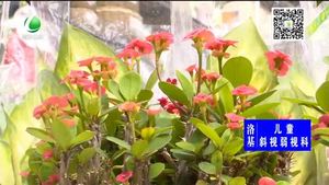 家里花草如何防蟲害