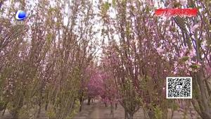 “桃滿龍河 福澤新城”首屆安次區(qū)林海桃源桃花節(jié)開幕