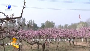 花開廊坊：固安縣東湖莊村千畝桃花 梨花“醉”游人