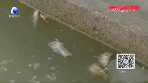 零距離·關(guān)注：人民公園人工湖內(nèi)現(xiàn)死魚 工作人員表示或與放生、捕魚有關(guān)