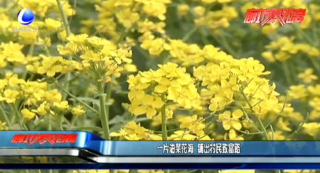 一片油菜花海 鋪出村民致富路