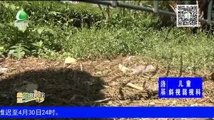 助你文明——綠化帶不是“垃圾帶”