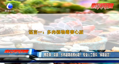 零距離求真：多肉植物毒害心臟？專業(yè)人士盤點“綠植謠言”