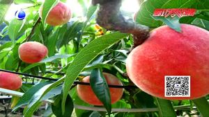 農(nóng)博士 話農(nóng)事——日光溫室桃樹栽培技術(shù)