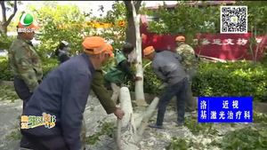 大樹被連根吹倒 交警園林齊心消除隱患
