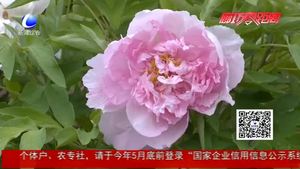 自然公園牡丹花開 爭奇斗艷扮靚城市一角