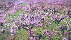 生態(tài)之城 美麗廊坊