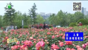 丹鳳公園10余萬株月季 花開正艷
