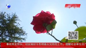 市區(qū)園林綠化精品工程全面推進