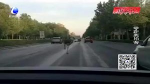 固安縣106國(guó)道 驚現(xiàn)鴕鳥狂奔