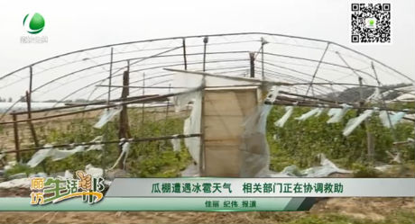 瓜棚遭遇冰雹天氣 相關部門正在協(xié)調(diào)救助