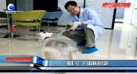 零距離·關(guān)注：38萬(wàn)克隆寵物狗 你會(huì)嘗試嗎？