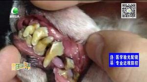 如何預防寵物犬牙結石