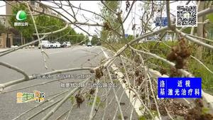 小樹傾倒影響出行 望相關(guān)部門盡快處理