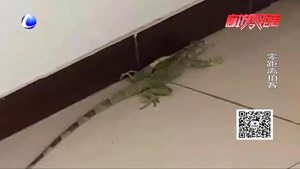 香河一屋里驚現“變色龍”蜥蜴