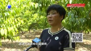 安次區(qū)葛漁城鎮(zhèn)有機富硒桃成熟  吸引游客盡享采摘樂趣