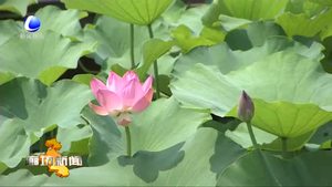 香河縣啟動2019廊坊文化旅游季·首屆香河大運河文化節(jié)暨2019香河荷花節(jié)