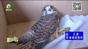 市民發(fā)現(xiàn)一只受傷的隼 野生動物保護部門積極救治