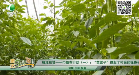 精準(zhǔn)扶貧——巾幗在行動（一）：“菜籃子”撐起了村民的錢袋子