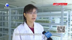 食在好源頭——水晶冰菜的營養(yǎng)價值及食用禁忌