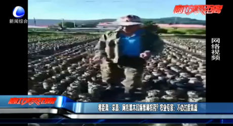 零距離·求真：網(wǎng)傳黑木耳頻繁噴農(nóng)藥？農(nóng)業(yè)專家：不必過度焦慮