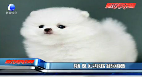 零距離熱線：網(wǎng)上賣狗疑似被騙 提醒市民網(wǎng)購要謹慎