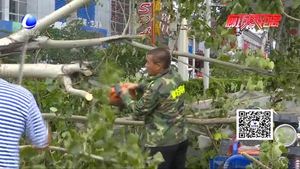 廣陽(yáng)道樹木傾倒三車被砸 園林工人緊急清理恢復(fù)道路暢通