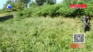 村干部帶頭清理雜草 百姓想給點個贊