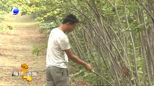 安次區(qū)：特色產業(yè)助力鄉(xiāng)村振興