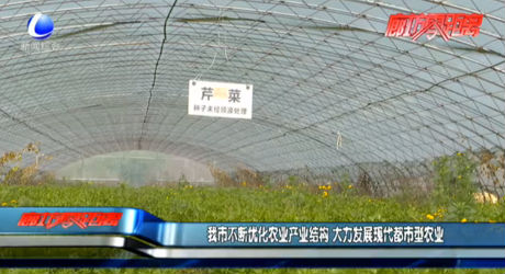 我市不斷優(yōu)化農(nóng)業(yè)產(chǎn)業(yè)結(jié)構(gòu) 大力發(fā)展現(xiàn)代都市型農(nóng)業(yè)