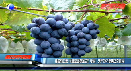 葡萄有白斑 可能里面都是蟲？專家：洗干凈不影響正常食用